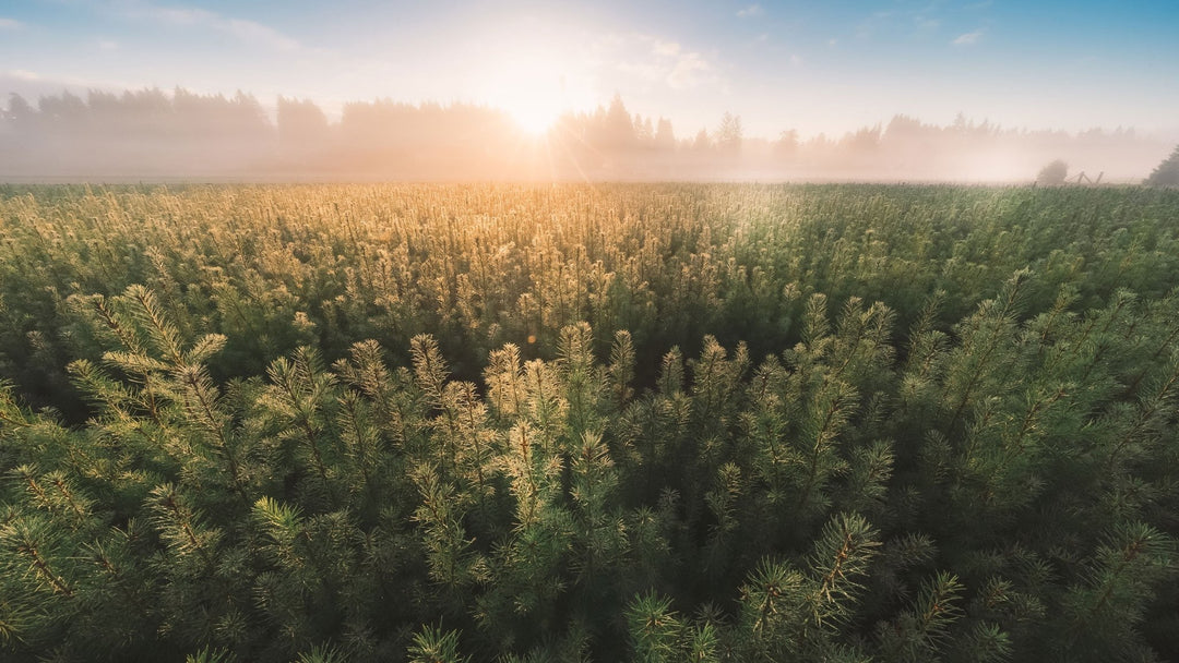 Sigr's Commitment to Carbon Neutrality: Partnering with Mast Reforestation - Sigr